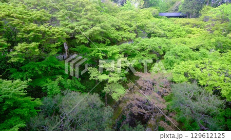 新緑の東福寺臥雲橋 129612125