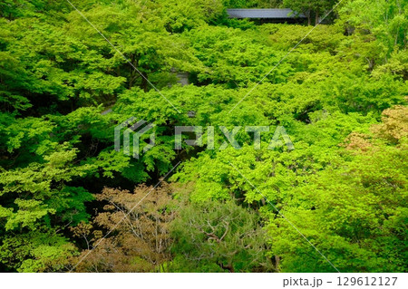 新緑の東福寺臥雲橋 新緑の東福寺臥雲橋 129612127