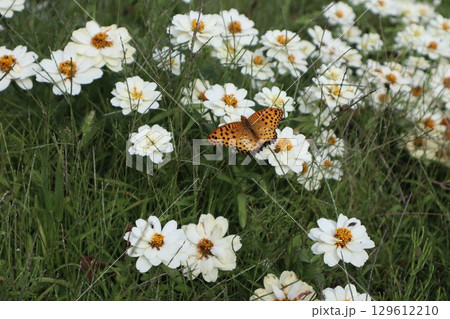 白い花にとまっているツマグロヒョウモン（蝶） 129612210