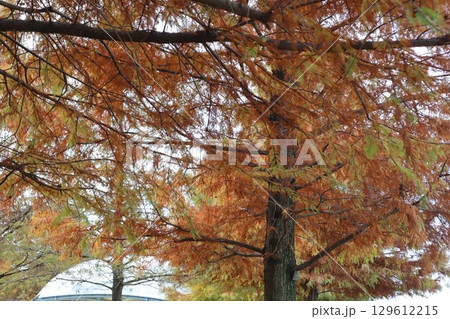 ラクウショウの紅葉 129612215