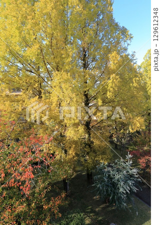 UR千里青山台団地の秋 129612348