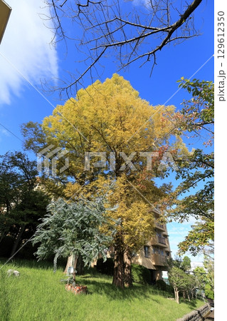 UR千里青山台団地の秋 129612350