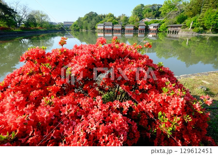 春の八条池 129612451