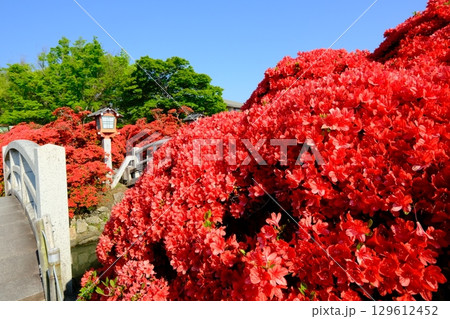 春の八条池 129612452