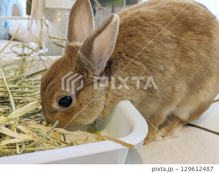 バットの牧草を食べるうさぎ バットの牧草を食べるうさぎ 129612487
