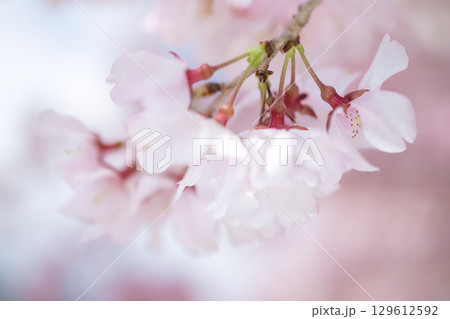 淡いビンクの桜 淡いビンクの桜 129612592
