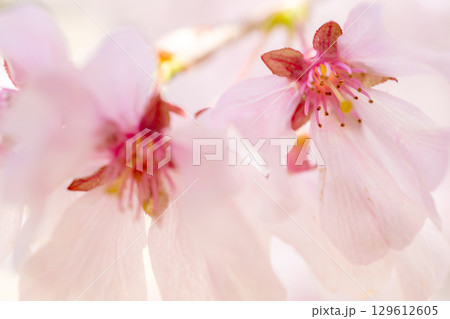 淡いビンクの桜 129612605