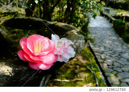 つくばいと椿の花 つくばいと椿の花 129612780