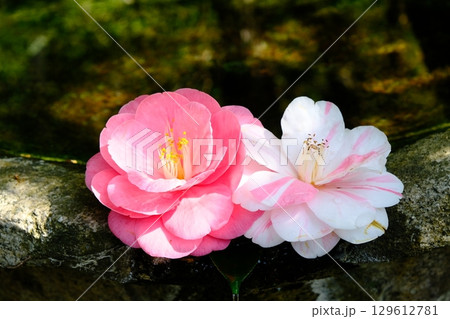 つくばいと椿の花 つくばいと椿の花 129612781
