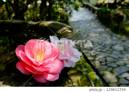 つくばいと椿の花 129612784