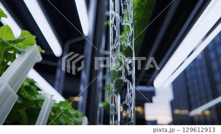 Water flows down a transparent pipe, irrigating rows of leafy greens in a vertical hydroponic farm, with urban skyscrapers visible in the background Water flows down a transparent pipe, irrigating rows of leafy greens in a vertical hydroponic farm, with urban skyscrapers visible in the background 129612913
