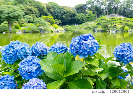 初夏の清澄庭園 初夏の清澄庭園 129612961