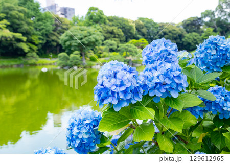 初夏の清澄庭園 129612965