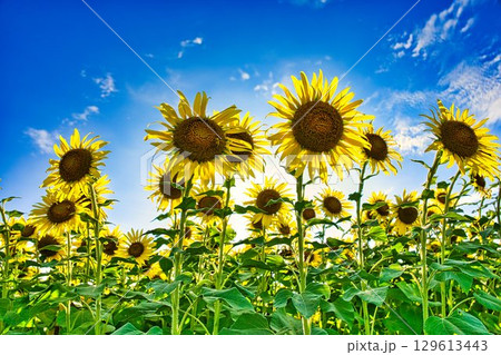 座間のひまわり 座間のひまわり 129613443