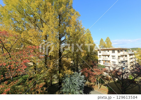UR千里青山台団地の秋 129613584