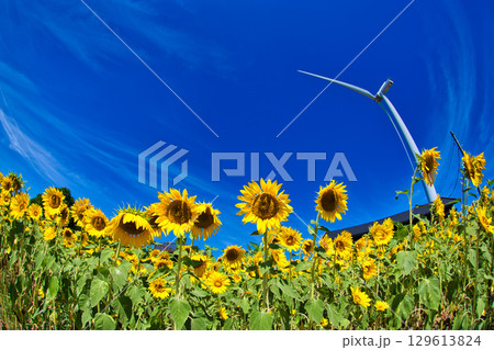 青空に映えるひまわり 青空に映えるひまわり 129613824