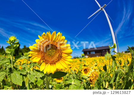 青空に映えるひまわり 129613827