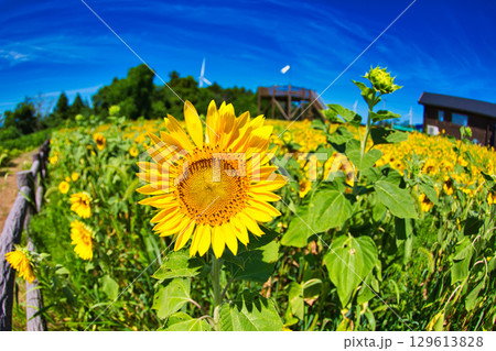 青空に映えるひまわり 青空に映えるひまわり 129613828