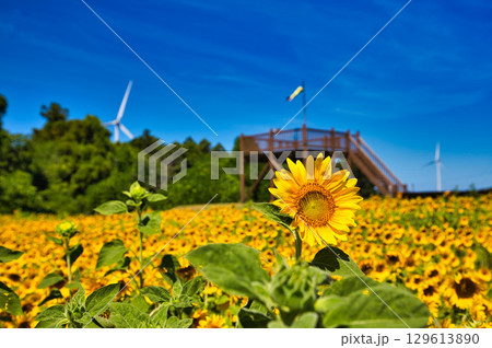 青空に映えるひまわり 129613890
