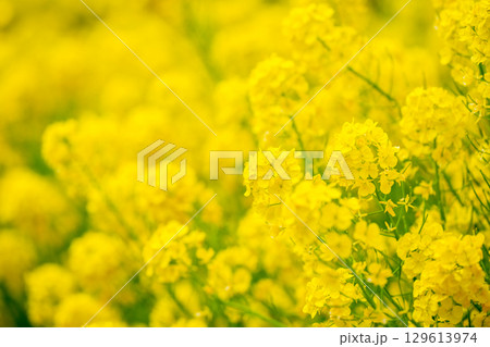 春の黄色い菜の花 春の黄色い菜の花 129613974