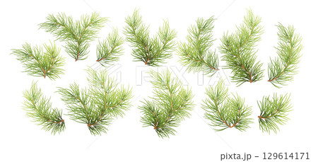 Vector Illustration Background of Realistic Green Pine Branches on a White Surface Depicting Forest Foliage and Holiday Themes 129614171
