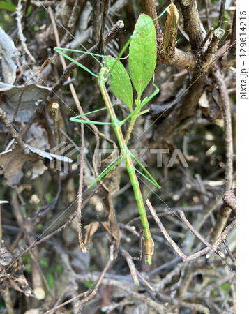 木に止まっているナナフシ 129614216