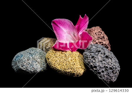 Pink gladiolus blossoms on porous volcanic rocks against black Pink gladiolus blossoms on porous volcanic rocks against black 129614330