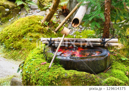大原　宝泉院　宝楽園の美しい紅葉の手水鉢（京都府京都市左京区）　 129614375