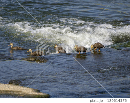 堰を歩いて下るカルガモの子ガモ 129614376