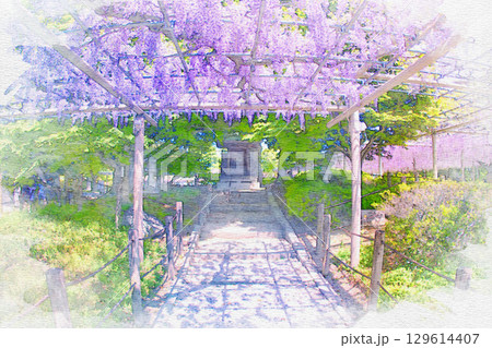 [愛知県]江南市曼陀羅寺公園の藤棚の水彩画 129614407