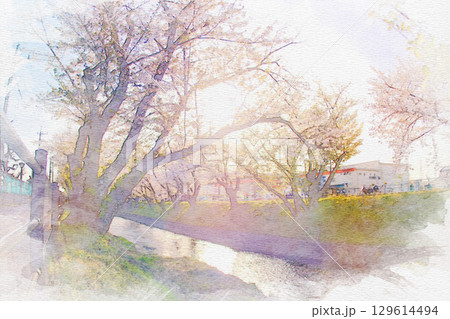 [愛知県]丹羽郡大口町の五条川の桜並木の水彩画 129614494