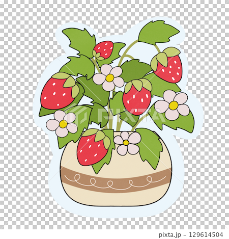 strawberry in the pot strawberry in the pot 129614504