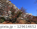UR千里青山台団地の74棟　秋 129614652