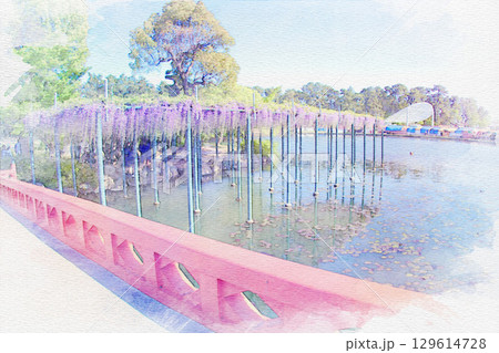 [愛知県]津島市天王川公園の藤棚の水彩画 129614728