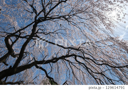 京都の本満寺のしだれ桜 129614791
