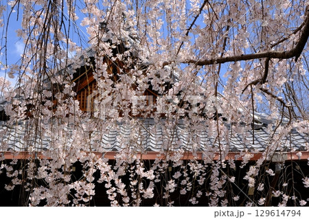 京都の本満寺のしだれ桜 129614794