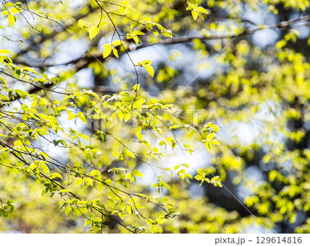 雑木林の春　春の陽を浴びる新緑の美しい若葉 129614816
