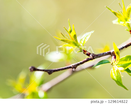 雑木林の春　春の陽を浴びる新緑の美しい若葉 129614822