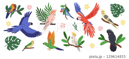 Exotic parrots and plants. Tropical leaves and flowers, bright plumage birds, flying and sitting pets, colored feathers, macaw, cockatoo and ara, botanical elements garish vector isolated set 129614855
