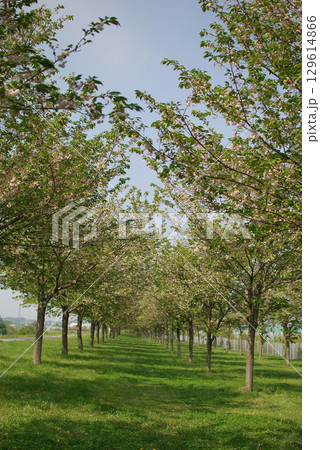 Avenue with fresh green trees 新緑が眩しい並木道,八重桜の続く並木道 Avenue with fresh green trees 新緑が眩しい並木道,八重桜の続く並木道 129614866