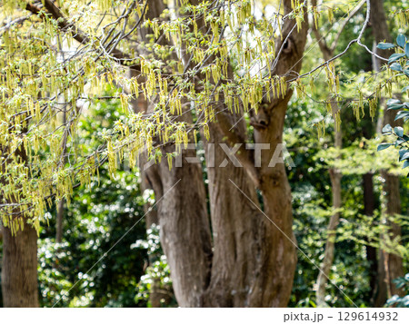 春の景色　キブシの面白い花 129614932