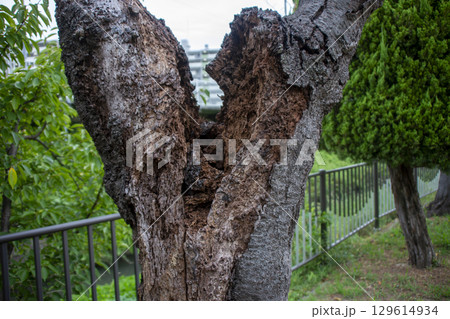 朽ちて空洞化した公園の桜の木の幹 129614934