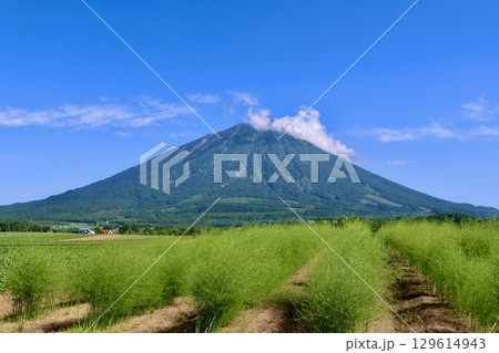 アスパラガス畑と羊蹄山(北海道・真狩村) アスパラガス畑と羊蹄山(北海道・真狩村) 129614943