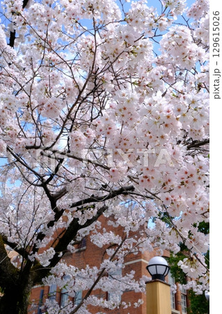 京都今出川通の早春 129615026