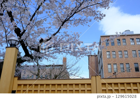 京都今出川通の早春 京都今出川通の早春 129615028