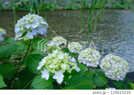 アジサイの花咲く祇園白川 アジサイの花咲く祇園白川 129615239