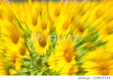 夏の日差しを浴びるヒマワリ 129615314