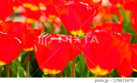 チューリップの春色イメージ素材 チューリップの春色イメージ素材 129615479