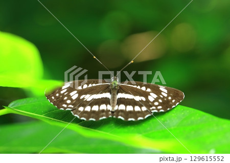 ホシミスジ自然 129615552