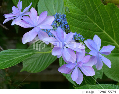 アジサイ アジサイ 129615574